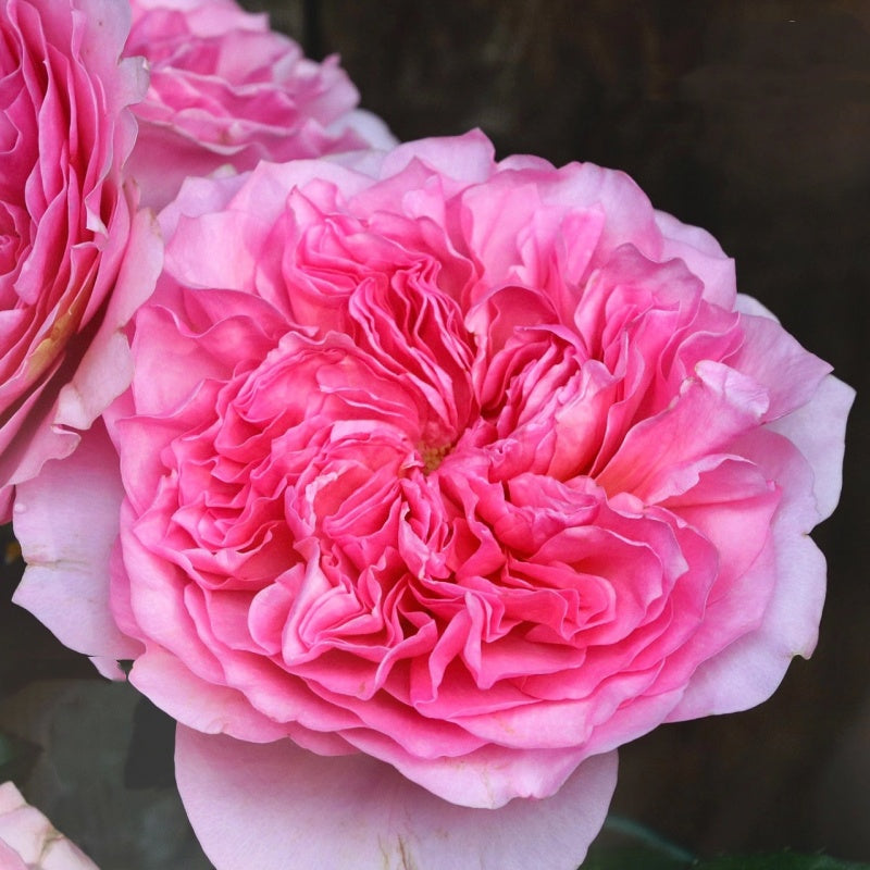 Moab Rose: Desert-Inspired Brown-Cream Rose | Rosaprima® – Rose_Explosion