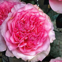 Beautiful Millicent Rose Plant for a Stunning Garden Display