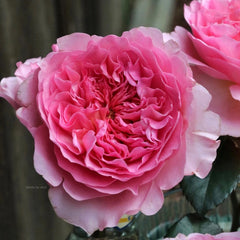 Beautiful Millicent Rose Plant for a Stunning Garden Display