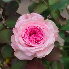 Mimi EdenMeiland Rose Plant