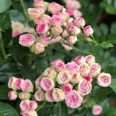 Mimi EdenMeiland Rose Plant