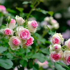 Mimi EdenMeiland Rose Plant