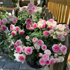 Mimi EdenMeiland Rose Plant