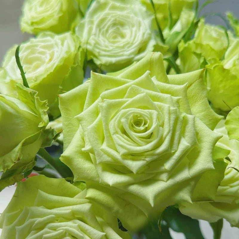 Mint Tea Rose