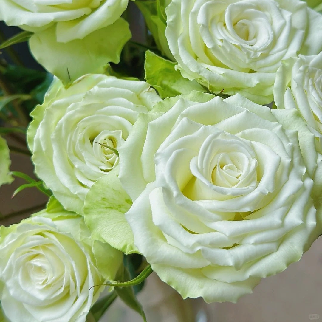 Mint Roses Fresh Mint Tea Rose Plant | 薄荷茶 – Rose_Explosion