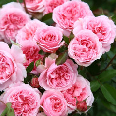 Miranda Rose Plant | Elegant Floribunda Roses for Your Garden