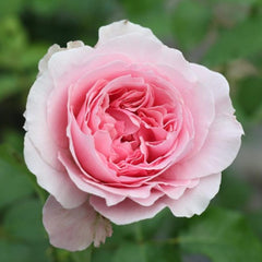 Miranda Rose Plant | Elegant Floribunda Roses for Your Garden