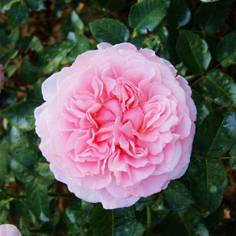 Miranda Rose Plant | Elegant Floribunda Roses for Your Garden