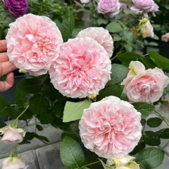 Miranda Rose Plant | Elegant Floribunda Roses for Your Garden