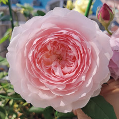 Misaki Rose Plant|美咲