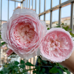 Misaki Rose Plant|美咲