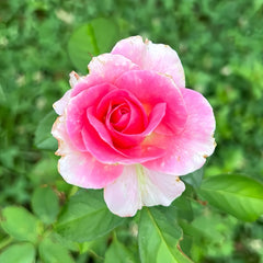 Miss Manners Rose Plant|礼仪小姐