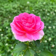 Miss Manners Rose Plant|礼仪小姐