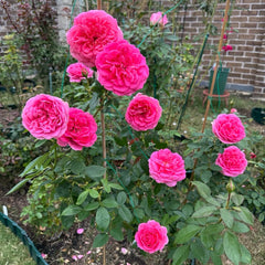 Miss Manners Rose Plant|礼仪小姐