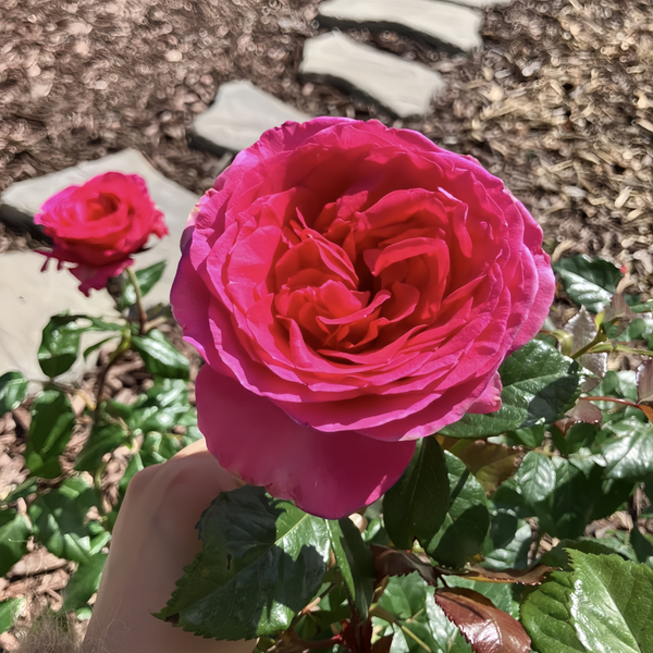 Miss Manners Rose Plant|礼仪小姐