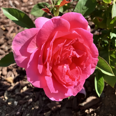 Miss Manners Rose Plant|礼仪小姐