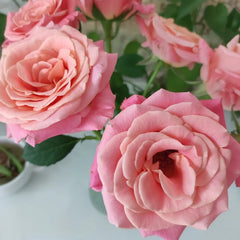 Miss Piggy Rose: Vibrant Blooms & Garden Resilience