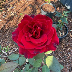 Mister Lincoln Rose Plant|林肯先生