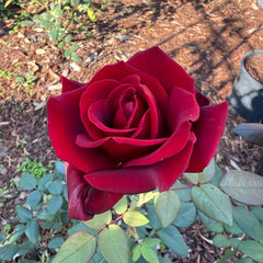 Mister Lincoln Rose Plant|林肯先生
