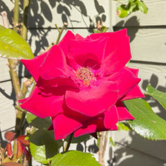 Mister Lincoln Rose Plant|林肯先生