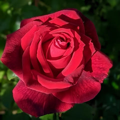 Mister Lincoln Rose Plant|林肯先生