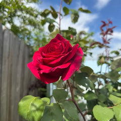 Mister Lincoln Rose Plant|林肯先生