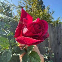 Mister Lincoln Rose Plant|林肯先生
