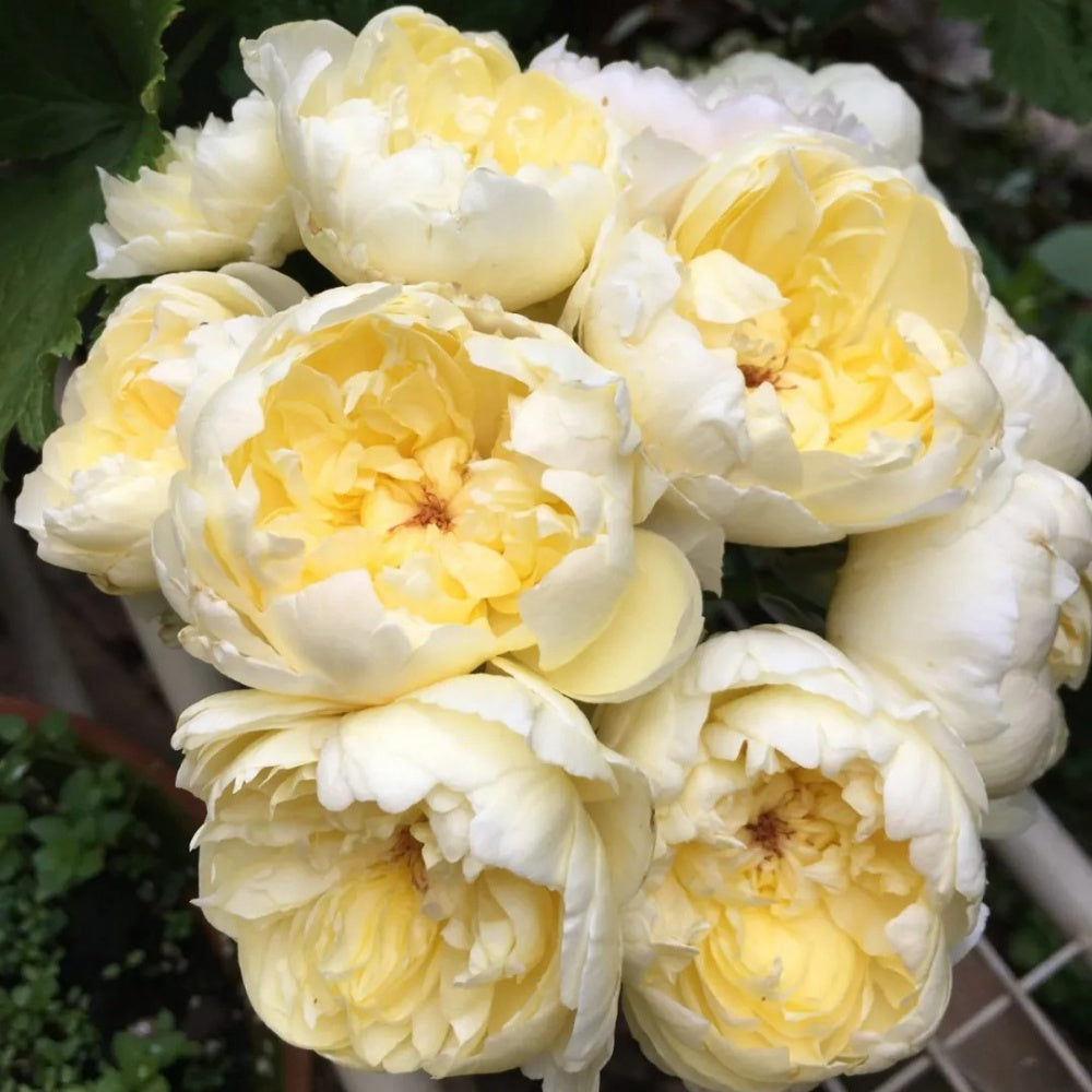 Moonlight Country Roses Misty Moonlight Rose Plant|朦胧月色 – Rose_Explosion