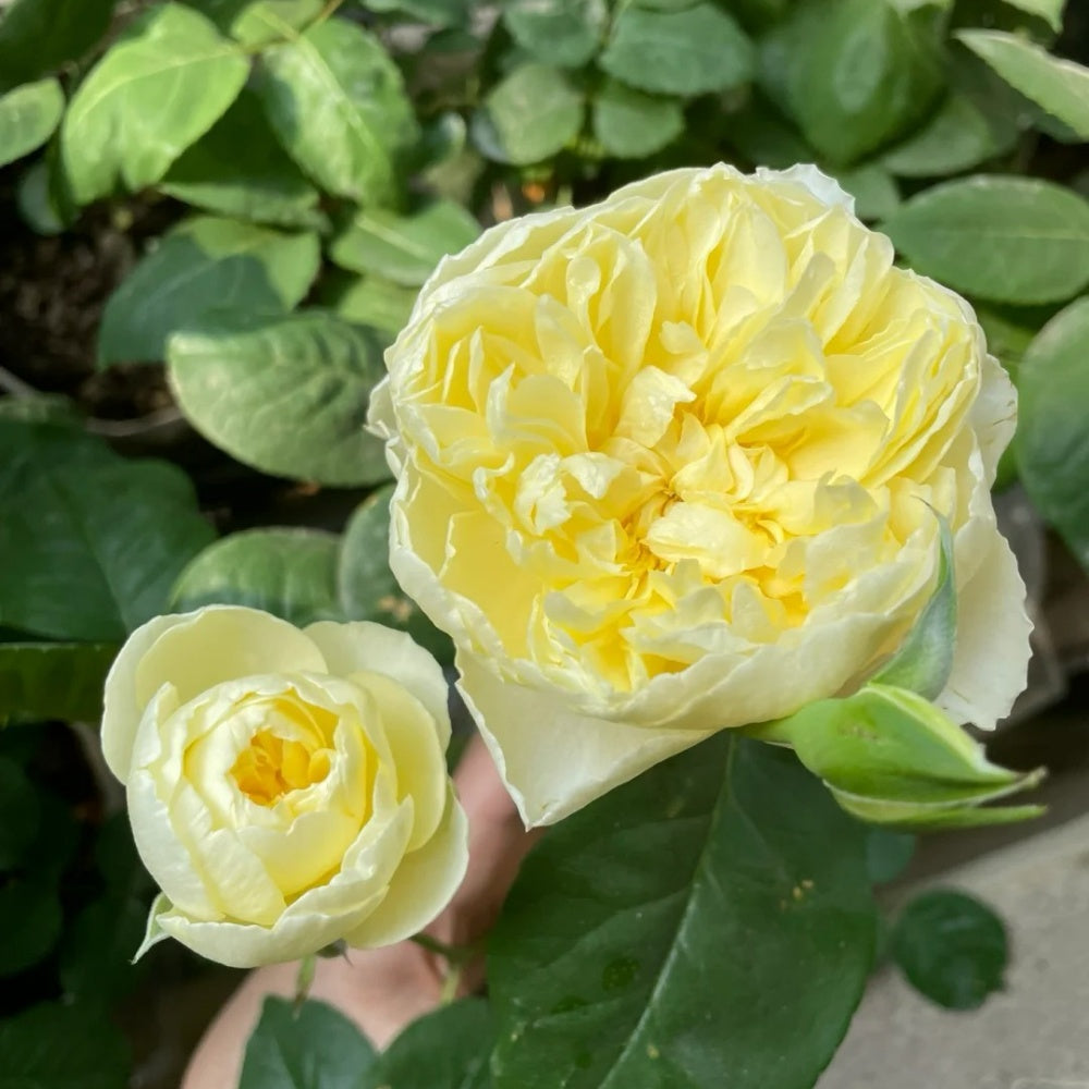 Moonlight Country Roses Misty Moonlight Rose Plant|朦胧月色 – Rose_Explosion