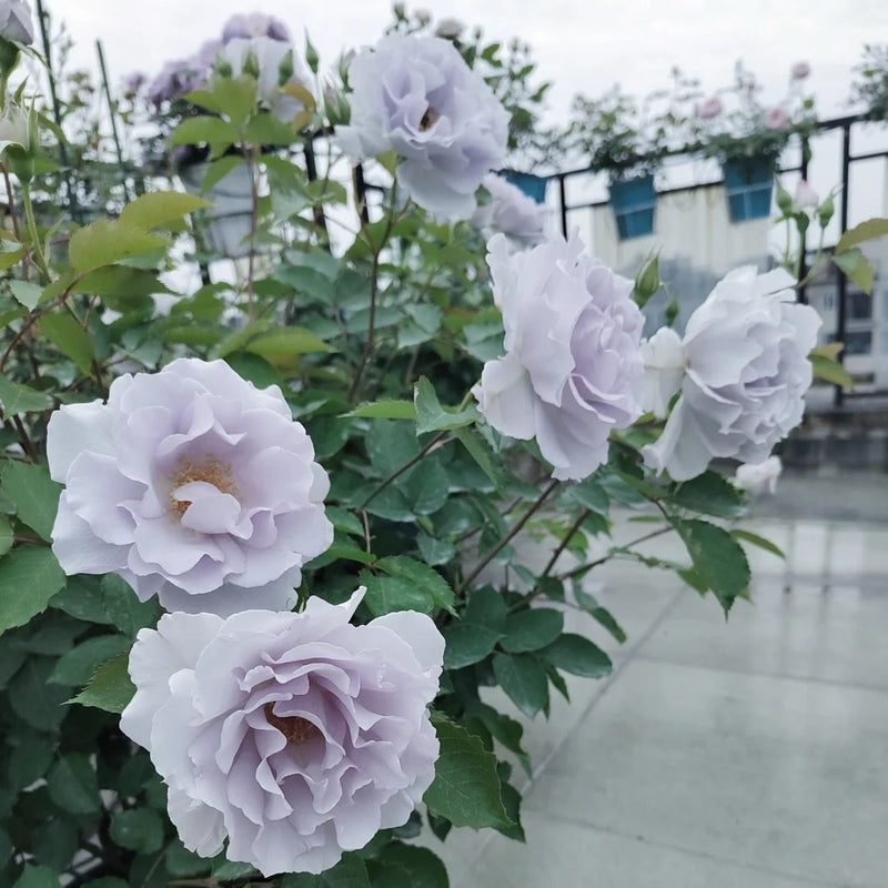 Misty Purple Rose