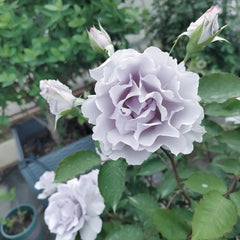 Misty Purple Rose