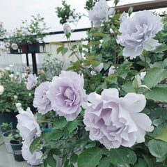 Misty Purple Rose
