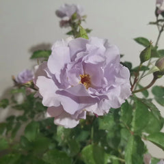 Misty Purple Rose