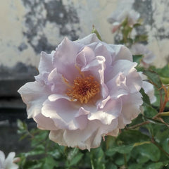 Misty Purple Rose