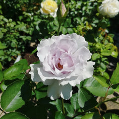 Misty Purple Rose