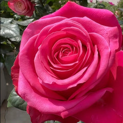 MixBerryRose