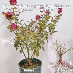 Mix Berry Rose Plant
