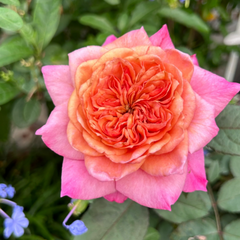 Miyabi Rose-A Lovely Live Rose Plant for Your Garden