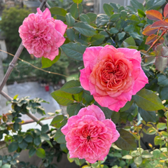 Miyabi Rose: A Lovely Live Rose Plant for Your Garden