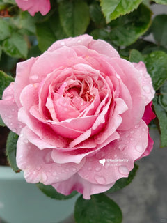 Miyabi Rose: A Lovely Live Rose Plant for Your Garden