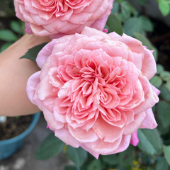 Miyabi Rose: A Lovely Live Rose Plant for Your Garden