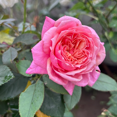 Miyabi Rose: A Lovely Live Rose Plant for Your Garden