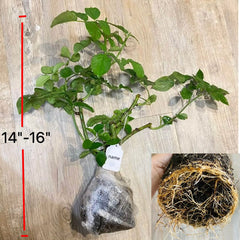 Miyabi Cha Rose Plant|茶雅