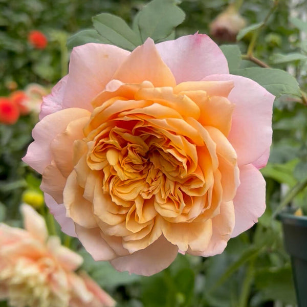 Brown Collerd Roses Miyabi Brown Rose Plant | Rare Brown Color Rose – Rose_Explosion