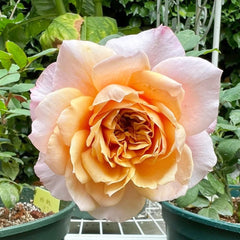 Miyabi Brown Rose Plant