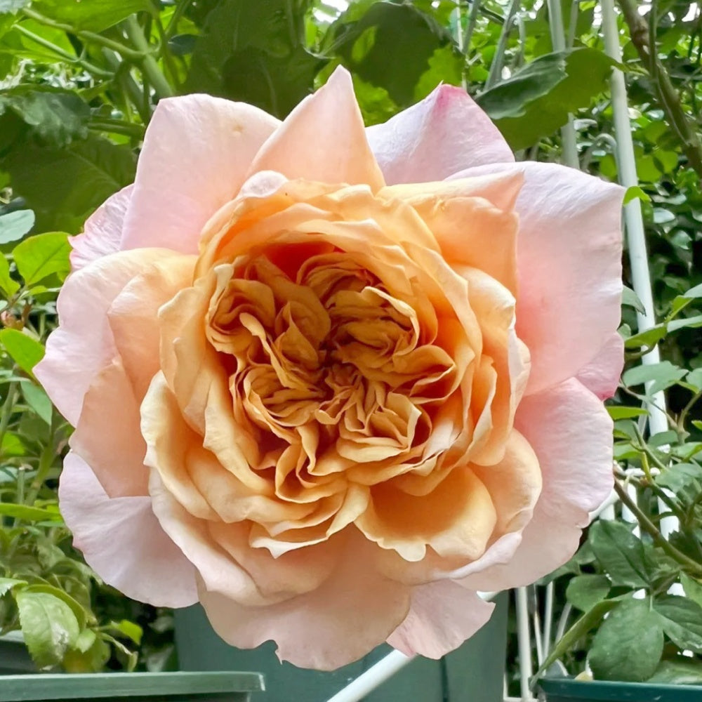 Brown Collerd Roses Miyabi Brown Rose Plant | Rare Brown Color Rose – Rose_Explosion