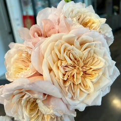 Miyabi Brown Rose Plant