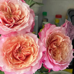 miyabi-brown-rose-plant-with-unique-brown-blooms