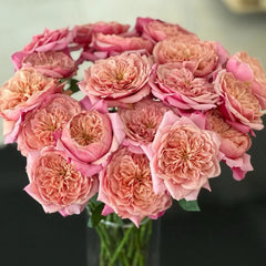 Miyabi Rose Plant