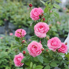 Miyako Rose Plant